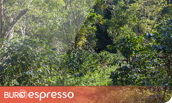 Le café du Honduras Miskito