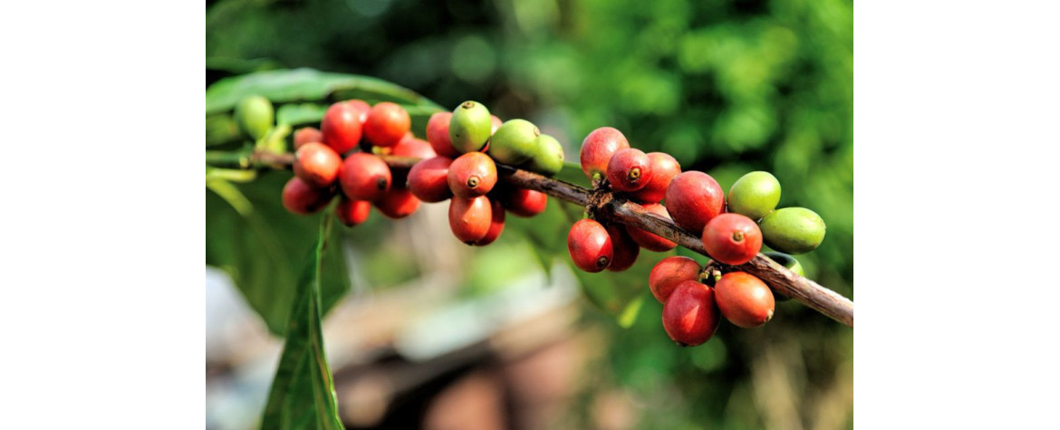 Le café en grain d'Amérique du Sud et Centrale